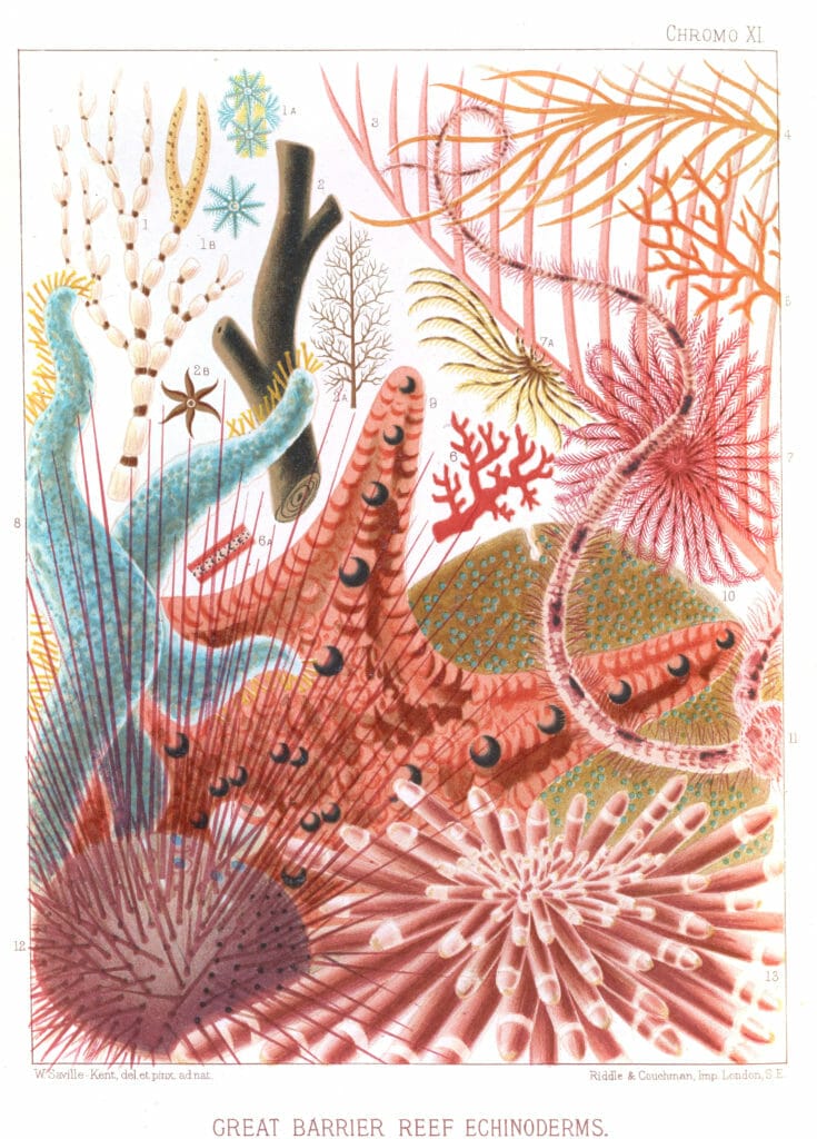 Vintage public domain illustrations of great barrier reef echinoderms