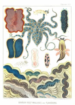 Vintage public domain illustrations of great barrier reef marine life