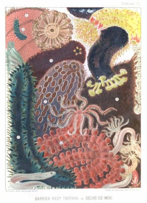 Vintage public domain illustrations of great barrier reef sea cucumber