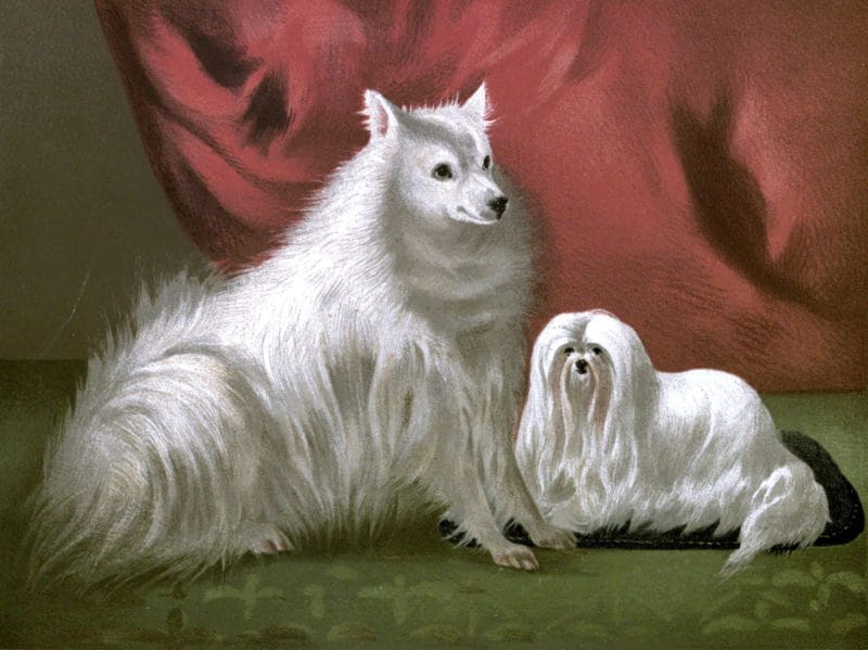 Free vintage Pomeranian illustration public domain.