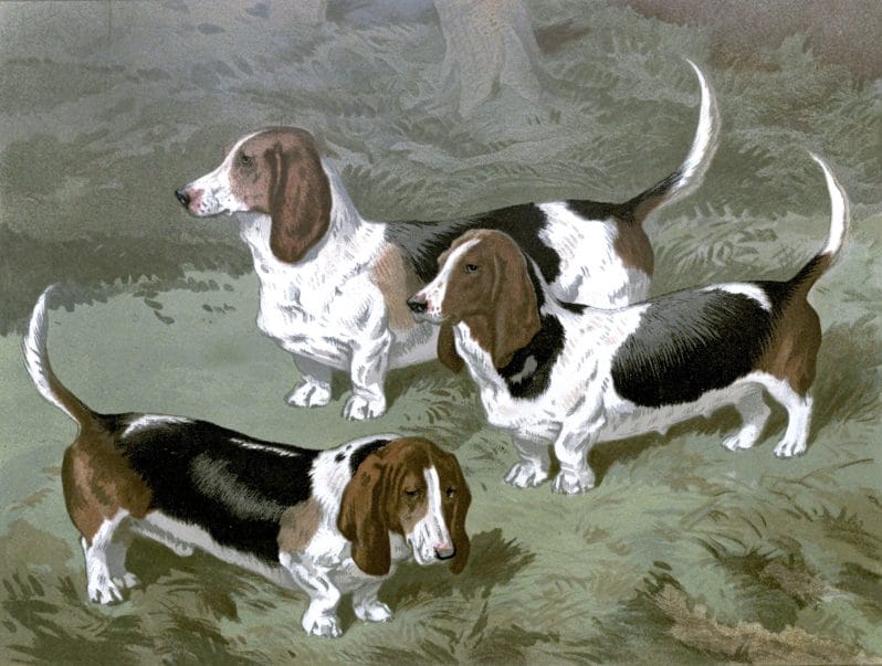 Free vintage basset hounds illustration public domain.