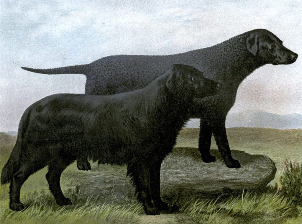 vintage black retriever illustration public domain