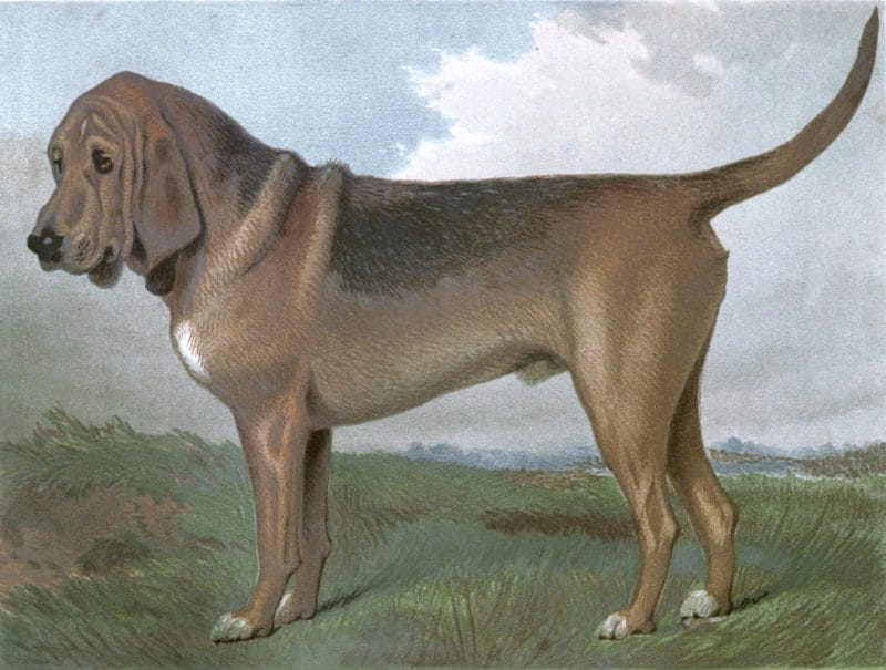Free vintage bloodhound illustration public domain.
