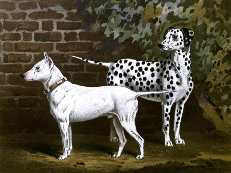 Free vintage bull terrier and dalmatian illustration public domain.