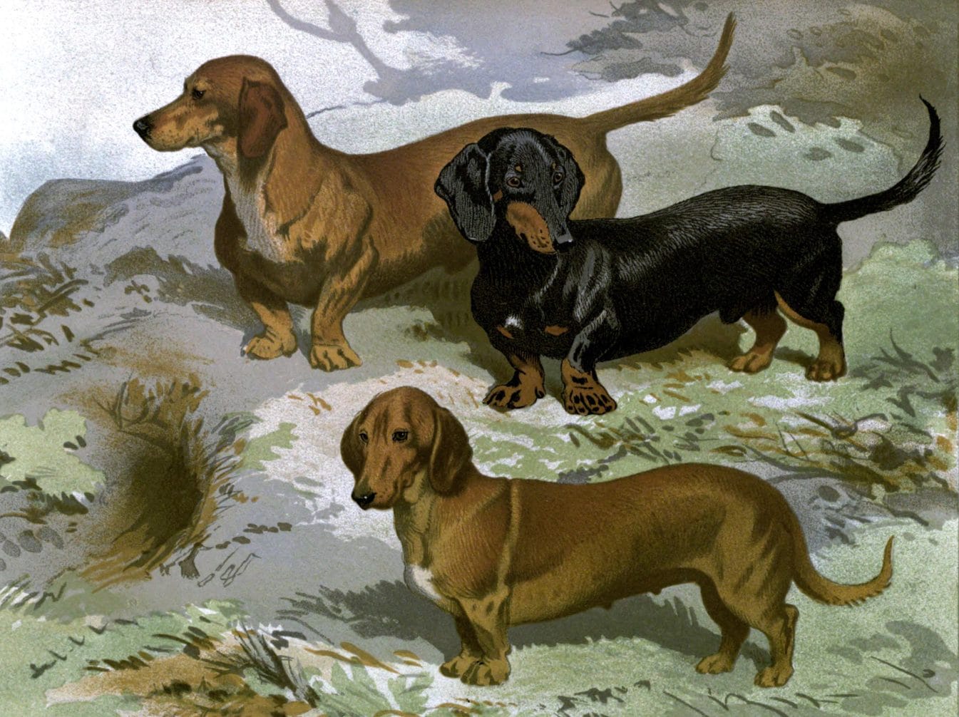 vintage dachshunds illustration public domain