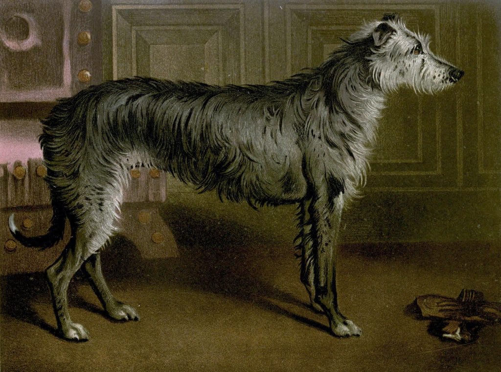vintage deerhound illustration public domain