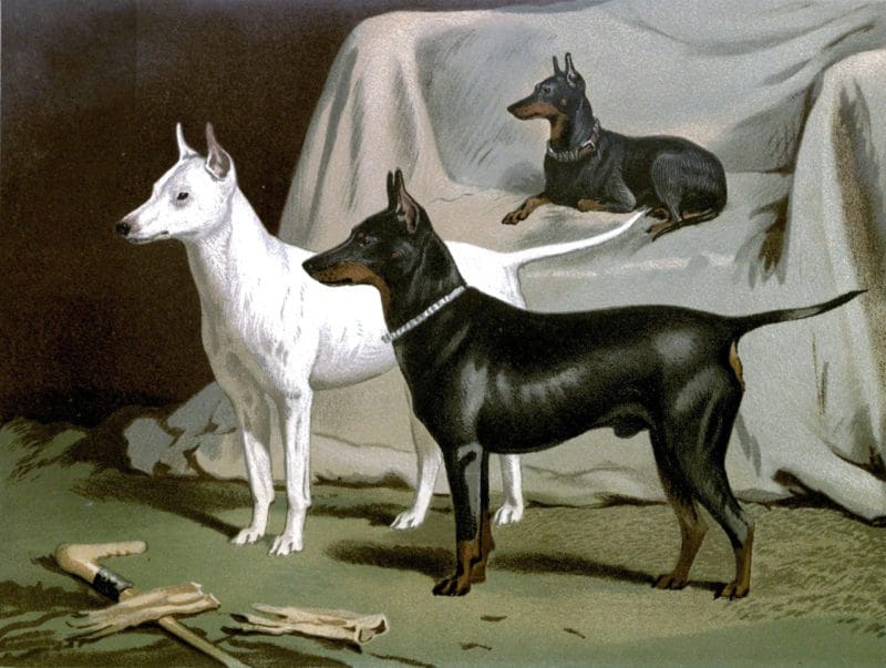 Free vintage english terriers illustration public domain.