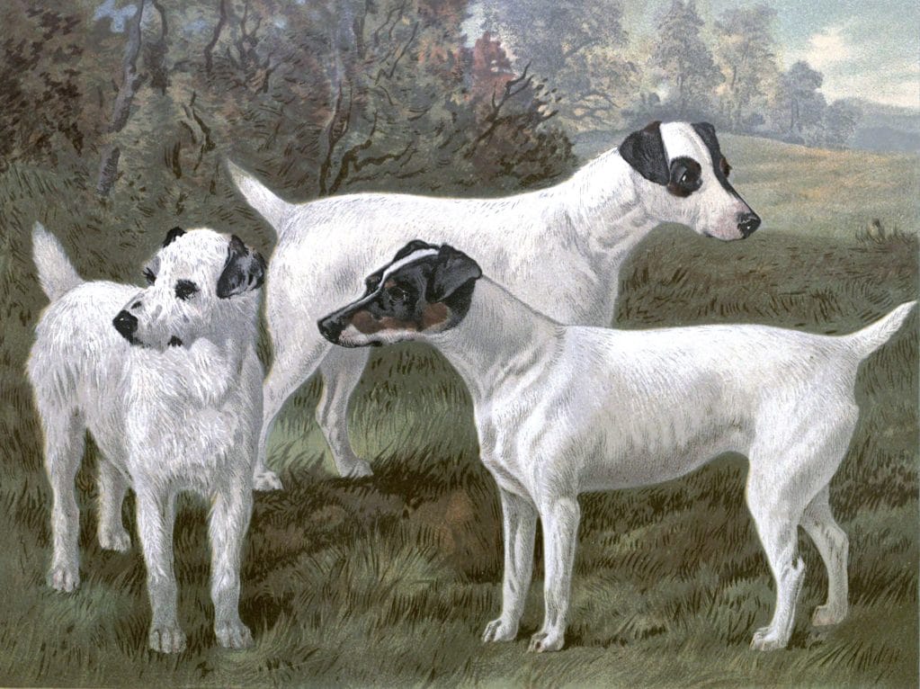 vintage fox terriers illustration public domain