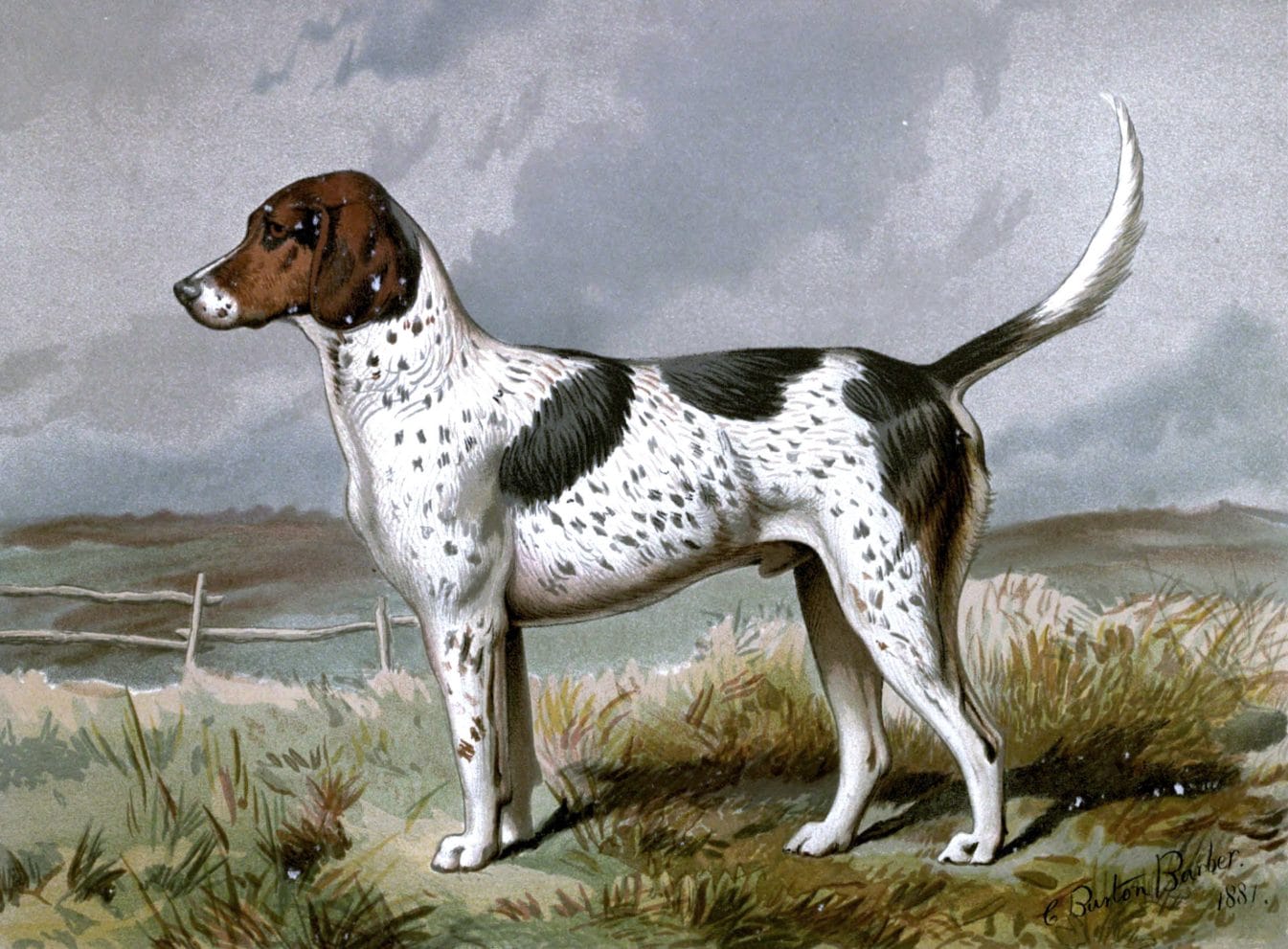 vintage foxhound dog illustration public domain