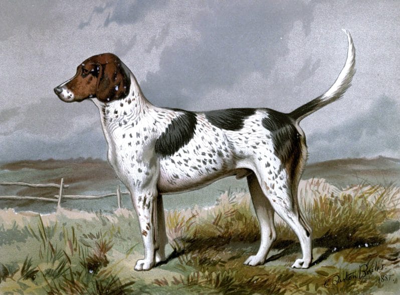 Free vintage foxhound dog illustration public domain.