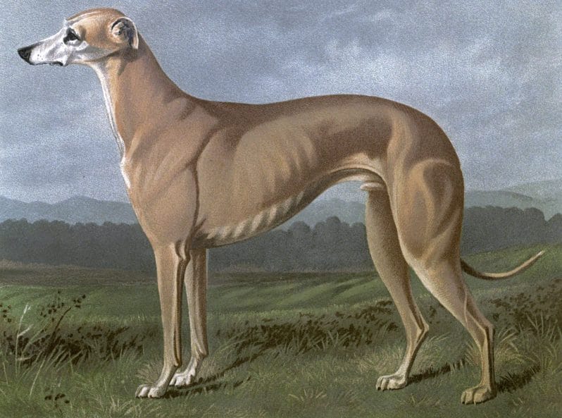 Free vintage greyhound dog illustration public domain.
