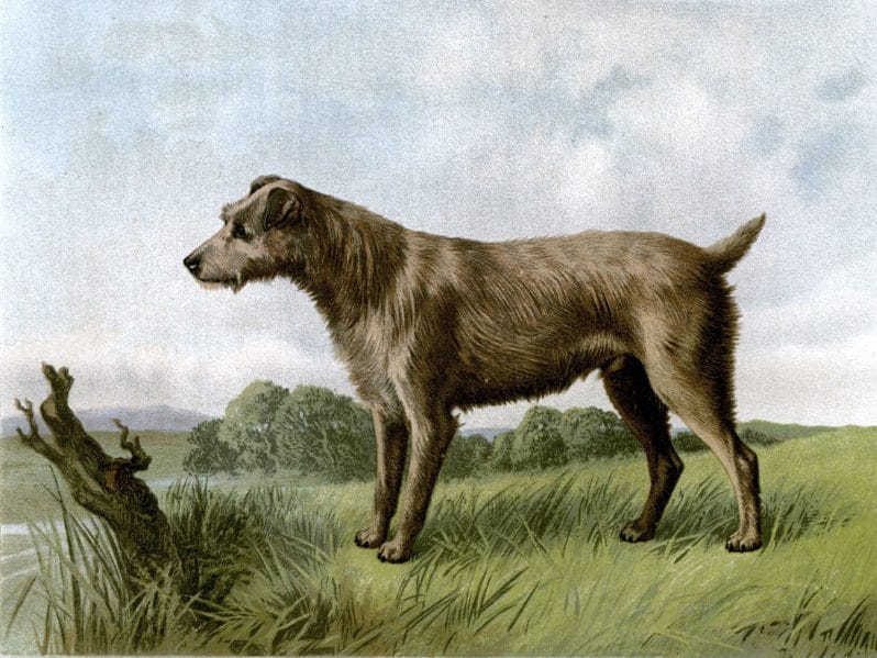 Free vintage irish terrier illustration public domain.