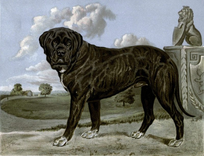 Free vintage mastiff illustration public domain.