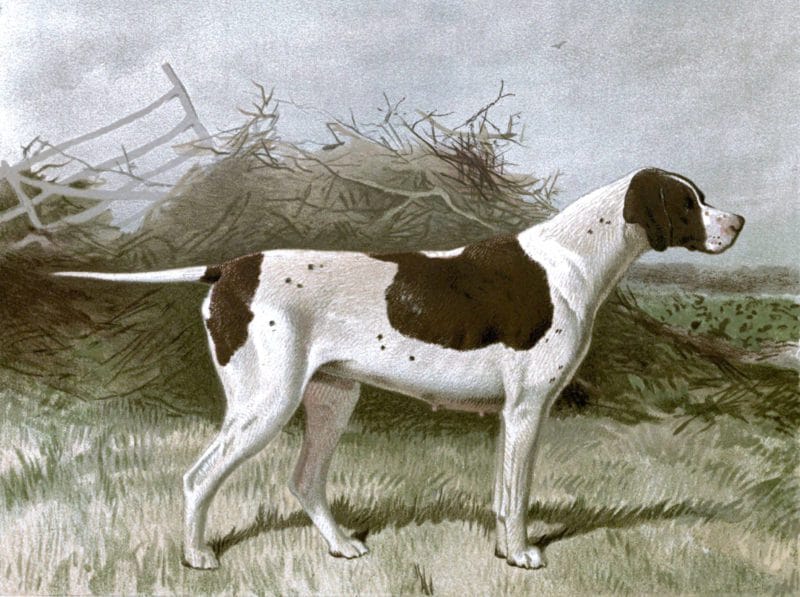 Free vintage pointer dog illustration public domain.