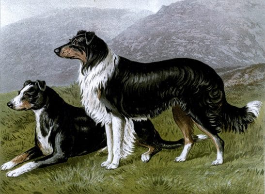 vintage sheep dogs illustration public domain