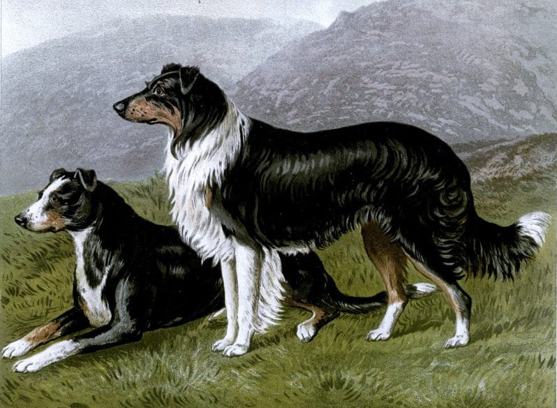 Free vintage sheep dogs illustration public domain.