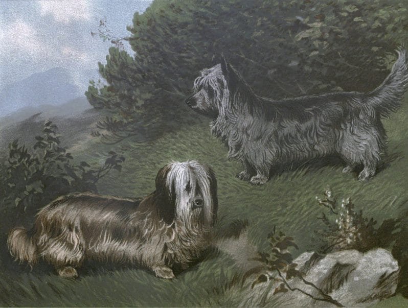 Free vintage skye terriers illustration public domain.