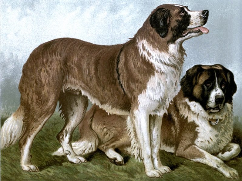 Free vintage st bernard dogs illustration public domain.