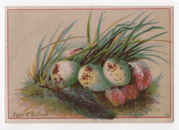 Vintage illustration of spotted eggs with feathers