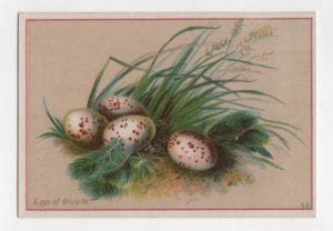 vintage spotted eggs illustration public domain 1