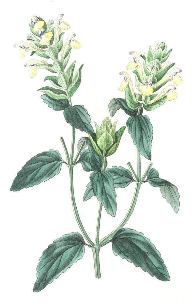 Alpine Scutellaria