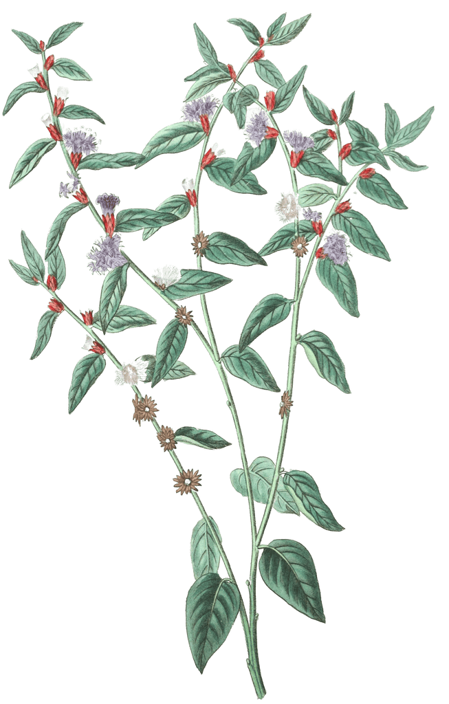 Axillary Flowered Vernonia