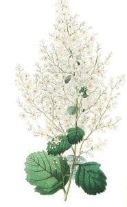 Beam Tree-leaved Spiraea