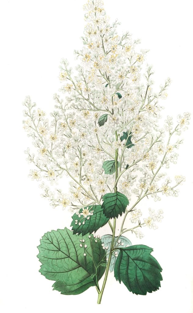 Beam Tree-leaved Spiraea