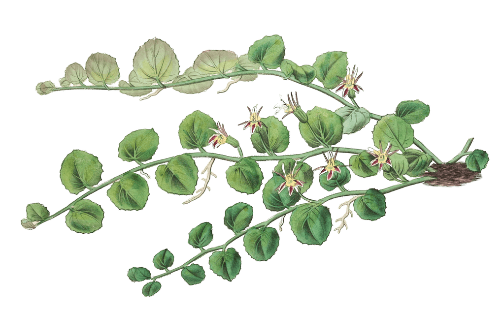 Begonia-leaved Pratia