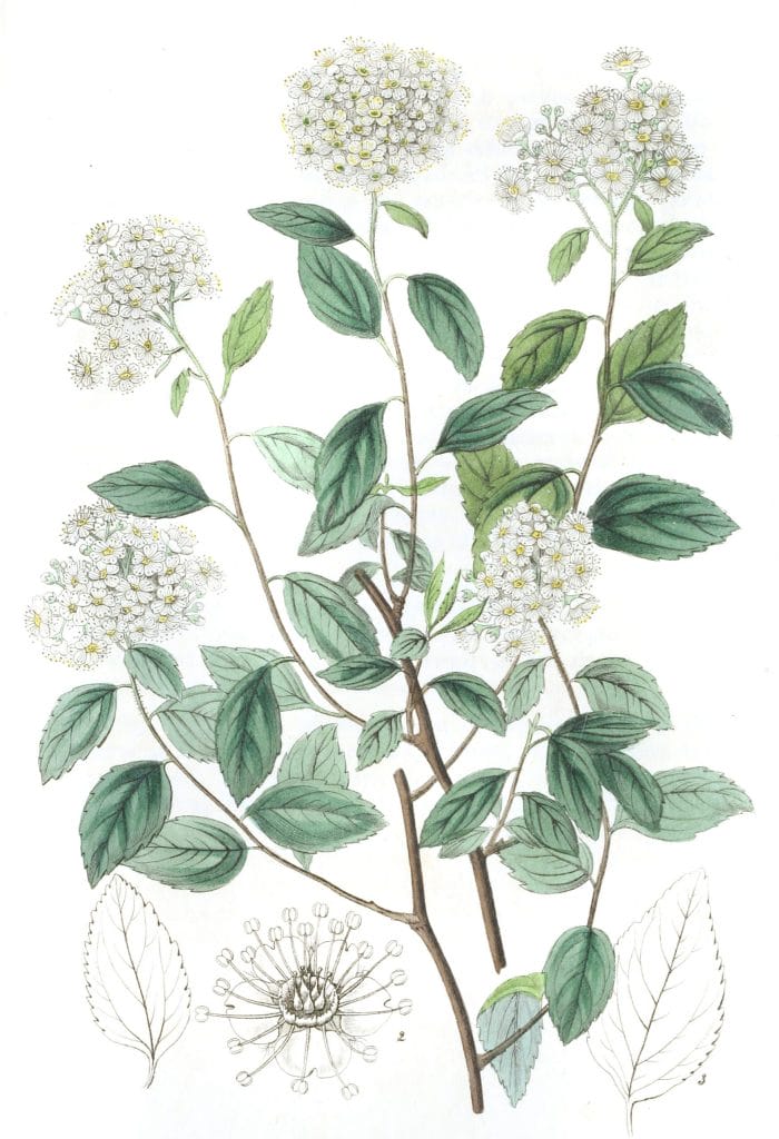 Bilberry leaved Spiraea