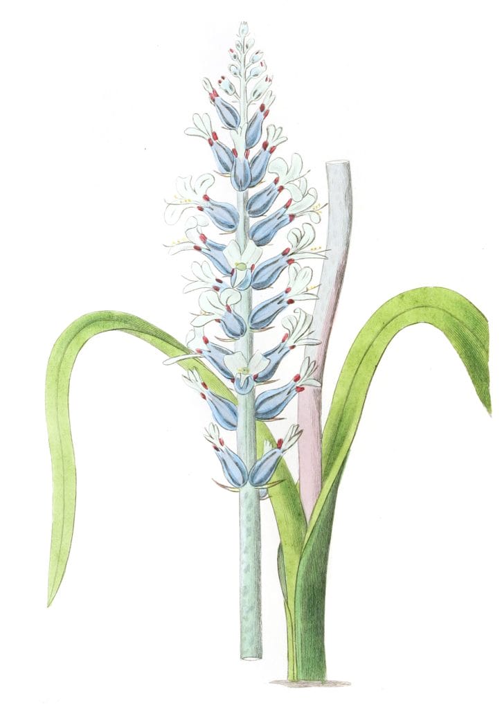 Blue flowering pallid Lachenalia