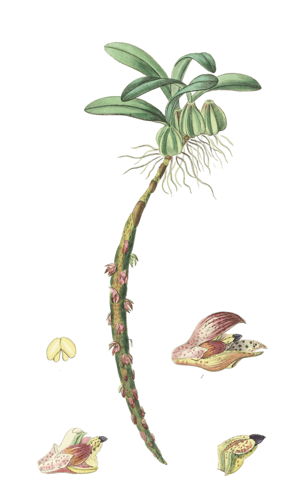 Bracteolate Bolbophyllum