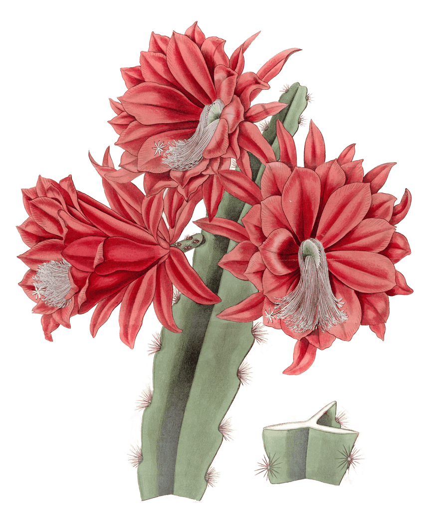 Brick Red Hybrid Cactus Cactus Speciosissimus