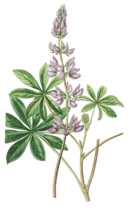 Broad Leaved Lupine