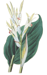 Picture of the "Canna Of Laguna" flower