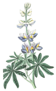 Changable Lupine