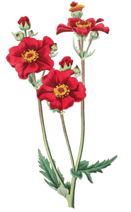 Chilian Geum