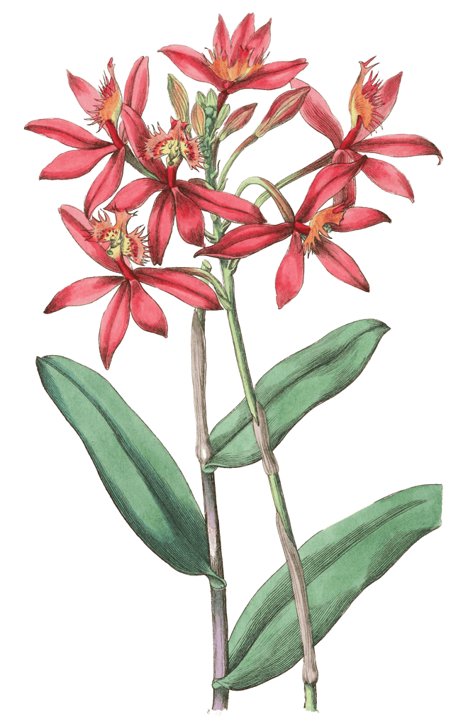 Cinnabar Epidendrum