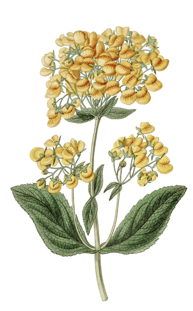 Clammy Calceolaria