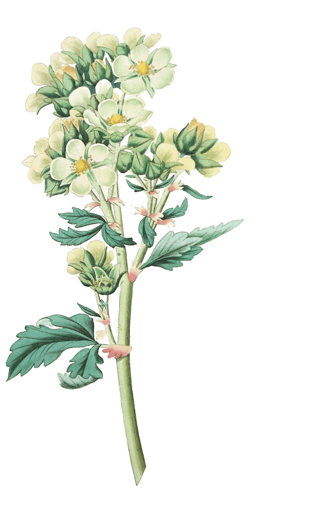 Close Flowered Potentilla
