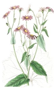 Coltsfoot-leaved Groundsel