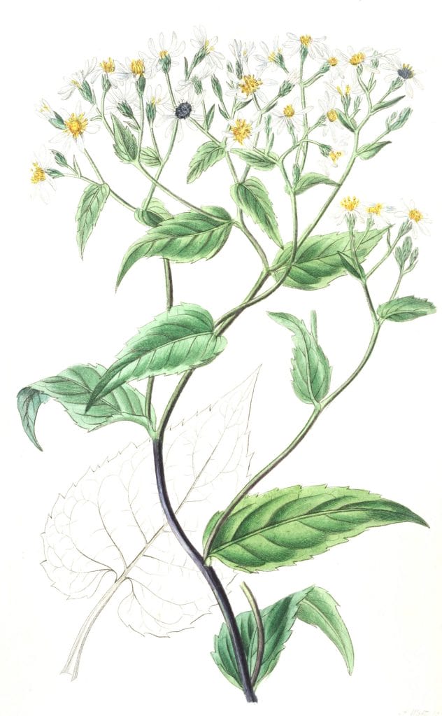 Corymbose Eurybia
