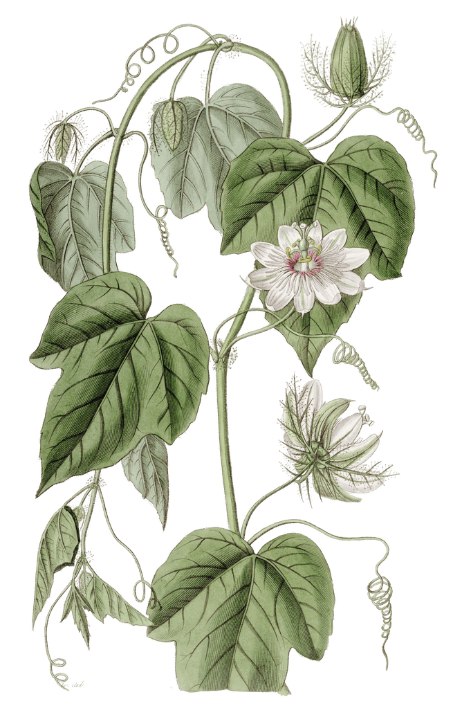 Cotton Leaved Passionflower