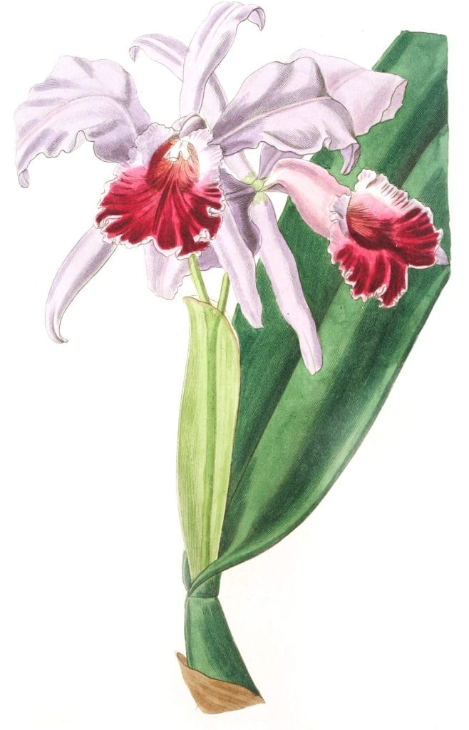 Crimson lipped Cattleya Flower