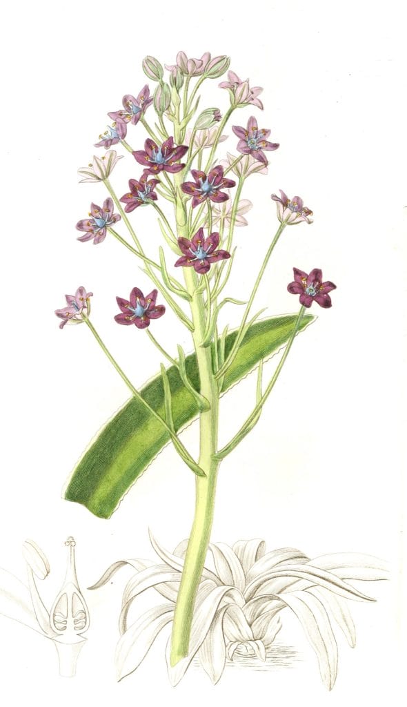 Cupanis Squill