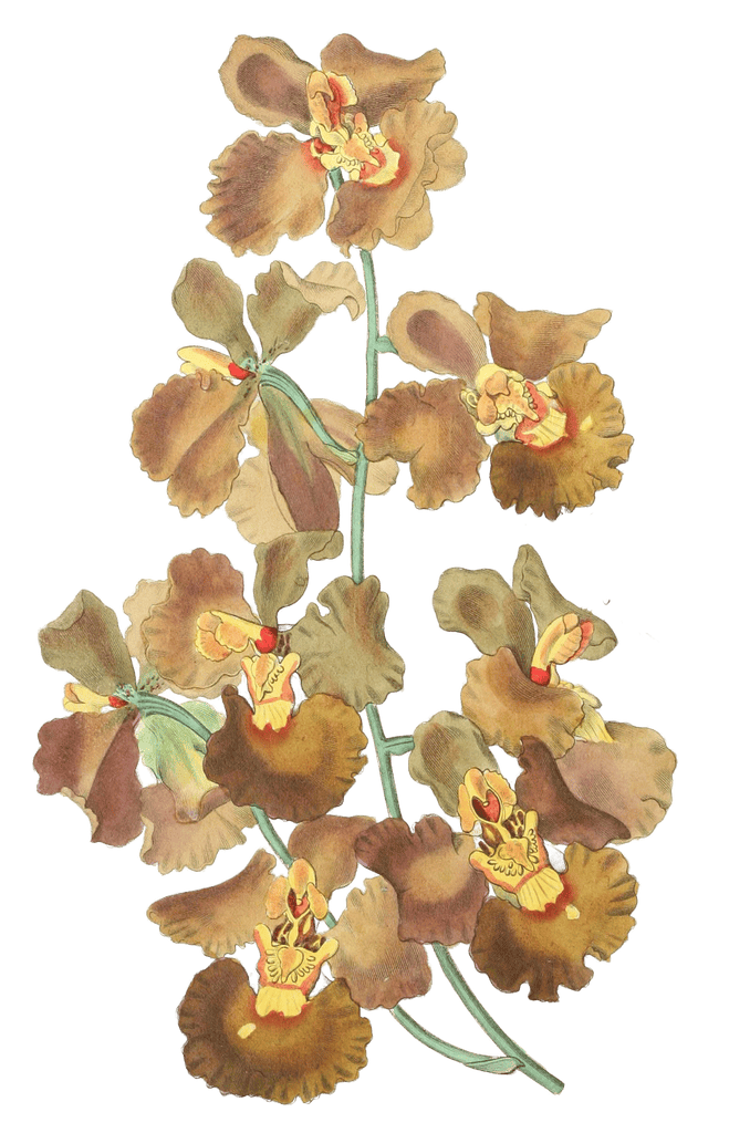 Curled Flowered Oncidium