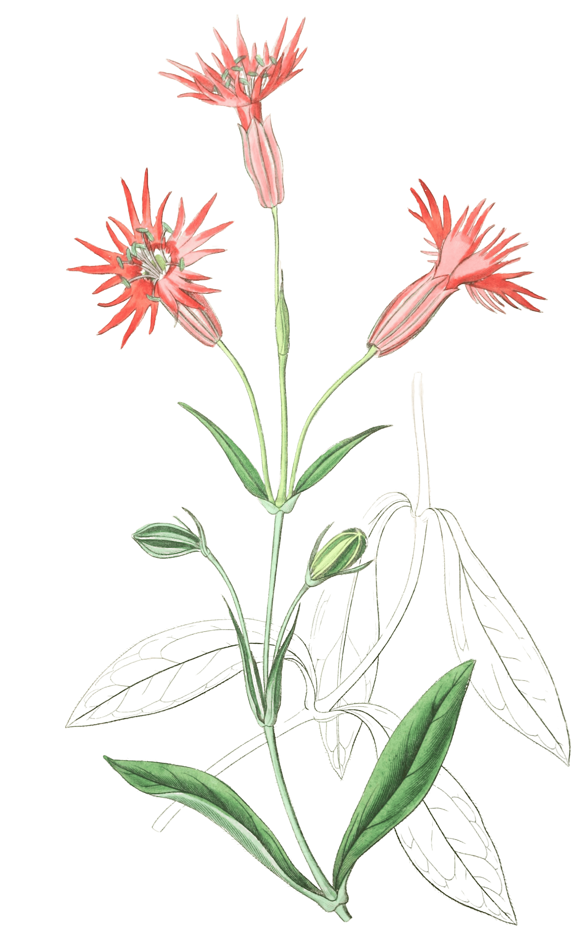 Cut Flowered Catchfly