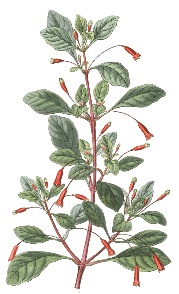 Cylindrical Flowered Fuchsia