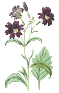 Dark Purple Salpiglossis