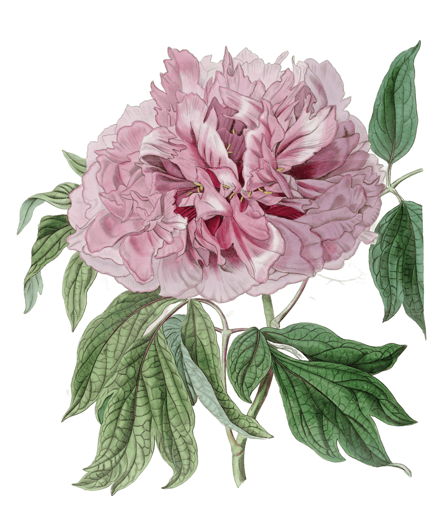Double Red Curled Tree Peony